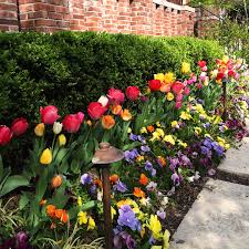 Beautiful Coloring For This Beautiful Spring Day Landscape St Louis Www Landscapestlouis C Spring Bulbs Garden Bulbs Garden Design Landscaping With Rocks