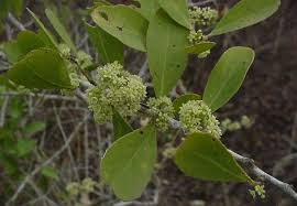 Image result for Gymnosporia glaucophylla