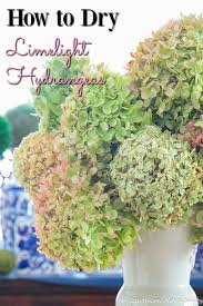Pruning hydrangeas is often likened to pruning buddlejas which are cut down this keeps the hydrangea compact and encourages large flowers and this is the best way to prune. How To Dry Limelight Hydrangeas Southern Hospitality