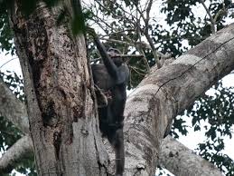 Image result for Thomandersia hensii