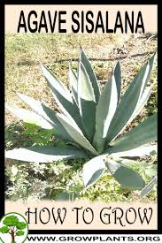 Image result for Agave sisalana