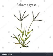 Image result for Cynodon dactylon