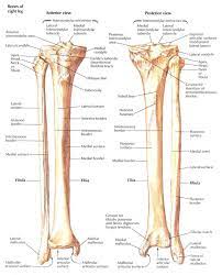 Tibia And Fibula 1 Anatomi Tubuh Anatomi Tulang