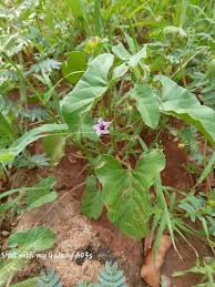 Image result for Ipomoea sinensis