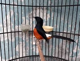 Butuh informasi mengenai ciri fisik burung murai batu bordan yang dikenal memiliki memiliki bulu sangat indah, silahkan baca penjelasan berikut. Poto Burung Muray