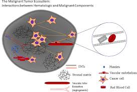 Stalder 1,2, paul schumann 2,3, martin lanzer 2,3, martin w. Frontiers A Ticket To Ride The Implications Of Direct Intercellular Communication Via Tunneling Nanotubes In Peritoneal And Other Invasive Malignancies Oncology