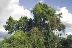 Image result for Cassytha pondoensis