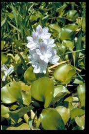 Image result for Pontederiaceae