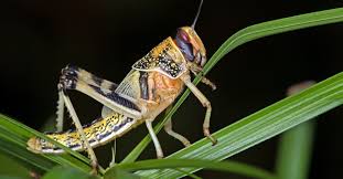 Learn vocabulary, terms and more with flashcards, games and other study tools. Desert Locust Insect Facts Schistocerca Gregaria Az Animals