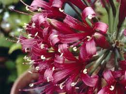 Image result for Ammocharis coranica