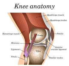 The orthopedic surgeon makes small incisions around the knee to allow the physical therapy is usually recommended after meniscus surgery. Knee Pain Treatment Swiss Medica