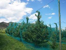 Fruit tree netting is the ideal way to protect your fruit from pest birds and other small animals. Fruit Tree Netting Smart Net Systems Industrial Netting Systems
