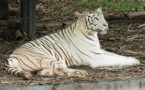 Untuk makluman, bayaran masuk ke zoo negara dan waktu operasinya dalam tempoh pkpp adalah seperti dalam jadual di bawah ini: Zoo Negara Harga Tiket Diskaun 10 Tarikan Paling Best 2017
