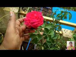 Carnation Flower In Kannada Best Flower Wallpaper