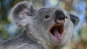 Ciftlesmeye Hazirlanan Koalalar Nasil Ses Cikarir In 2020 Koala Kangaroo Island