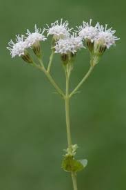 Image result for Ageratina vernalis