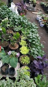 12 tanaman hias yang bisa hidup di dalam air kehadiran tanaman air di dalam rumah, dapat membawa nuansa alam yang menyegarkan. Tanaman Dan Bunga Hias Klaten Murah 081 390 849 775 Facebook