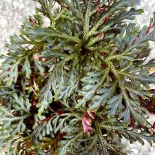 Image result for Selaginella eublepharis