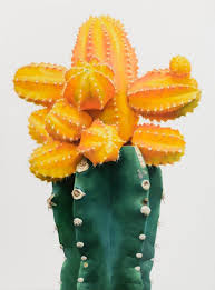 I Bellissimi Cactus Di Kwang Ho Lee Fito Giardino Di Cactus Cactus Piante Di Cactus