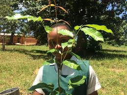 So the shade will be there in the hottest part of day at the hottest time of the year. Tree Planting Season Shade Already Children In The Wilderness