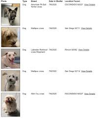 Maybe you would like to learn more about one of these? San Diego Humane Society On Twitter If You Lost Your Pet Over The July Fourth Weekend Please Check Our Lost And Found Section On Https T Co Rv0fngmvqx Out Of The 175 Animals We Have