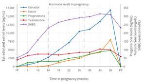 Maternal Physiological Changes In Pregnancy Wikipedia