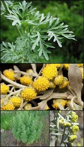 Image result for Artemisia sp.no.1