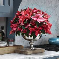 If your home is dry during the winter months, a humidifier or plant mister can help your plant stay hydrated. How To Care For A Poinsettia Expert Tips And Advice On How To Look After Everyone S Favourite Christmas Plant