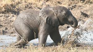 How big is a baby elephant. Elephants