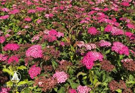 Image result for Spiraea x bumalda ´Crispa
