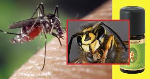 Wahrnehmen von schwarzen punkten, die einem schwarm dunkler mücken oder ruß ähneln, auch geht der kontakt zu ihr verloren, werden die lichtsinneszellen nicht mehr versorgt und sterben. Insekten Vertreiben Mittel Gegen Mucken Wespen Co Utopia De