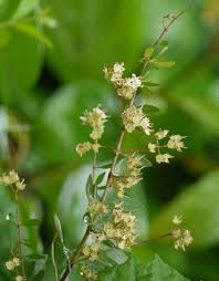 Image result for Lawsonia