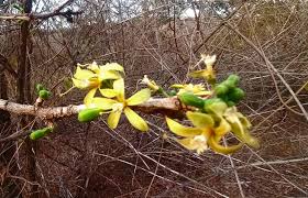 Image result for Turraea nilotica