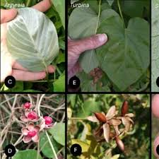 Image result for Astripomoea hyoscyamoides