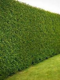 Invest in these varieties now and enjoy your yard! Leyland Cypress Trees Privacy Trees Backyard Leyland Cypress Privacy Landscaping
