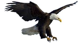 We did not find results for: Menakjubkan 16 Gambar Burung Rajawali Kartun Richa Gambar