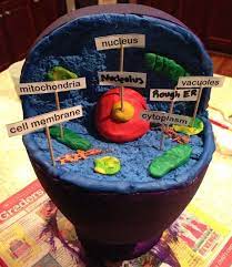 Styrofoam animal cell 3d model. 10 Ways To Make Animal Cell Plant Cell School Science Project 1 Site For Science Projects For School Animal Cells Model Cell Model Animal Cell