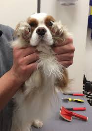I Surrender Cavalier King Charles Spaniel King Charles Cavalier King Charles