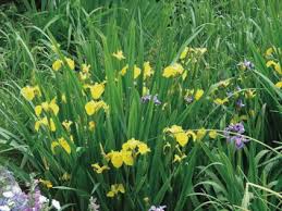 Image result for Tragus pedunculatus