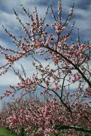 In 2006 the alabama legislature designated the peach (rosacea, genus prunus, species p. Ideal Fruit Trees For Alabama Hunker Fruit Trees Pruning Fruit Trees Peach Trees