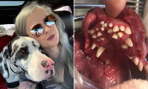 The current median price for all when calculating your budget make sure you account for the price of food, vaccines, heartworm. Dog Owner Is Stunned To Find The Great Dane She Adopted Had 70 Teeth Daily Mail Online
