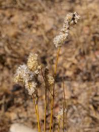 Image result for Kyphocarpa angustifolia