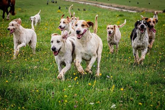 BHSA | The Home of Hound Sports