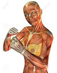 Female athletes had higher rate of body fat, and lower rate of muscle mass and torso muscle strength than male athletes, and the body composition parameters in all athletes were associated with the. 3d Rendering Of Muscle Athletic Female Torso Stock Photo Picture And Royalty Free Image Image 7999650