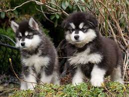 Wenn sie einen welpen kaufen möchten, können sie uns kontaktieren und einen termin vereinbaren. Alaskan Malamute Welpen Galerie Alaskan Malamute Kennel Issues Of Yukon