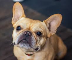 Hamlin The French Bulldog French Bulldog Bulldog Animals
