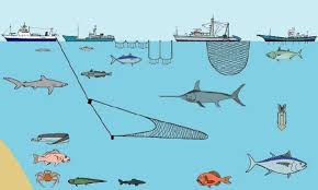 Types Of Fishing Types Of Fish Forestry Image