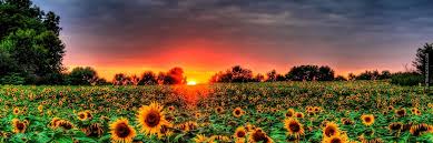 Free shipping on orders over $25 shipped by amazon. Field Of Sunflowers Twitter Header Cover Summer Wallpaper Sunflower Photo Sunflower Wallpaper