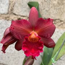 Ctt. Mini Doris Red Dragon kondisi knop 4 sesuai foto yaa plant rimbunn  #shelhyaorchid #dendrobiumspecies #dendrobiumorchid #dendrobiumlovers  #cattleyaspecies #cattleyaorchid #cattleyalovers #phalaenopsisorchid  #phalaenopsisspecies #phalaenopsislovers ...