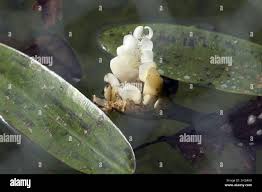 Image result for Aponogeton desertorum